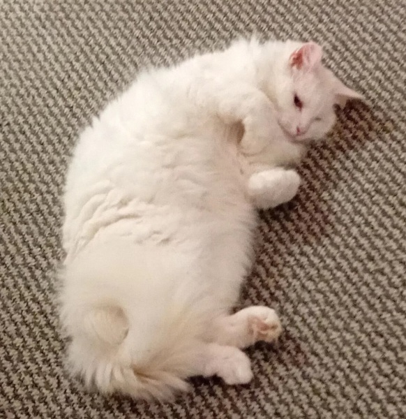 Hymns in Minor Keys & the Russian Easter Overture - the Excellent Cats ignore Culture.....