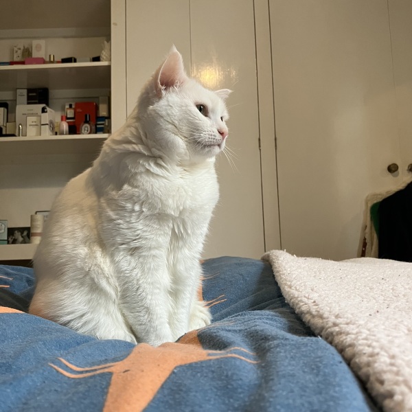 When to put our cat down - help!