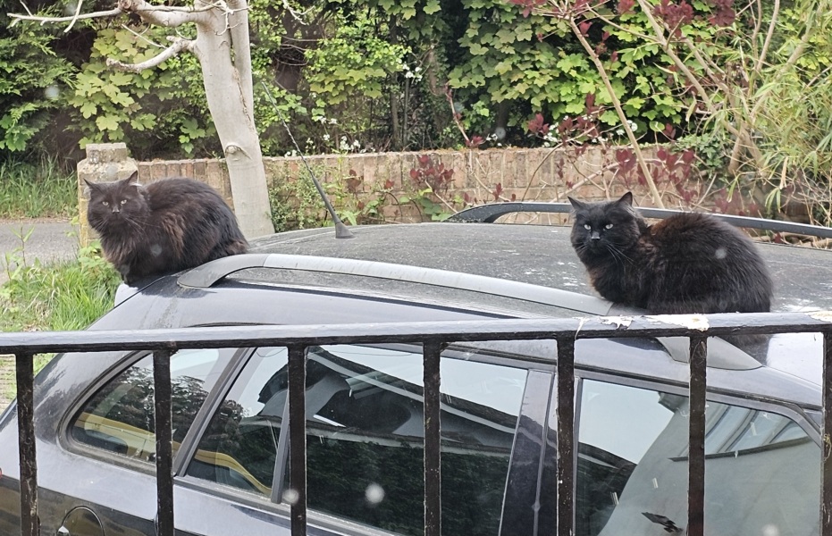 Hymns in Minor Keys & the Russian Easter Overture - the Excellent Cats ignore Culture.....