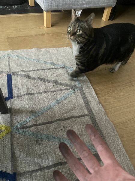 How to stop a cat going up the chimney?