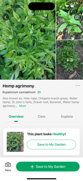 Am I cultivating a very vigorous weed or not?