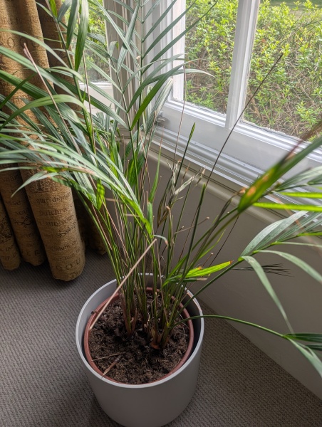 Houseplant help!