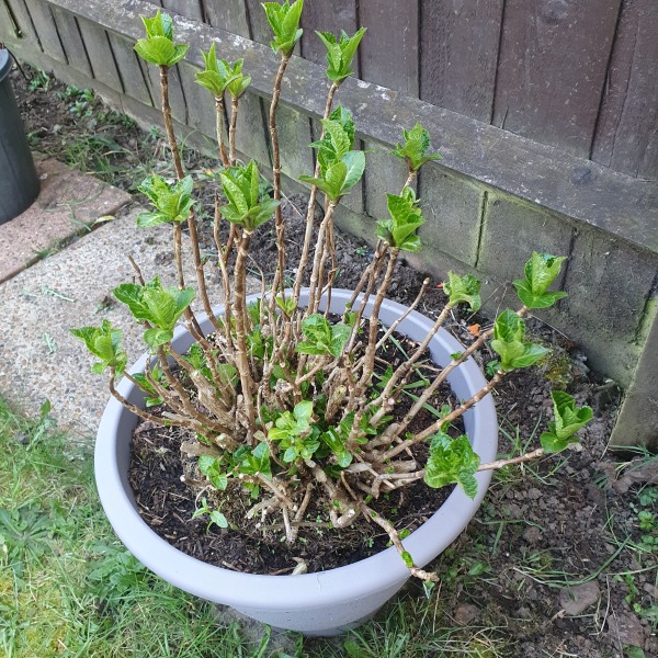 How is your hydrangeas looking right now?