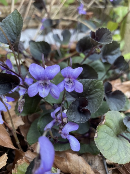 What’s this lovely ‘weed’ please?