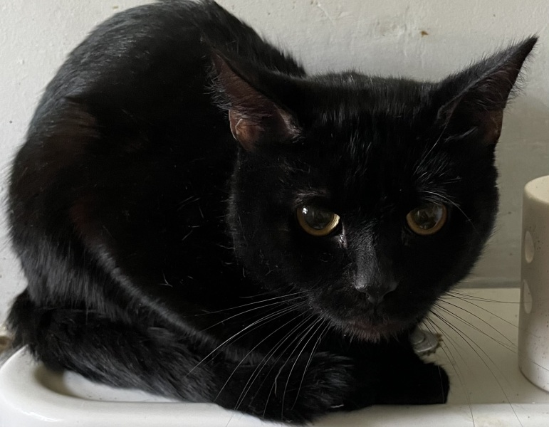 Do any polish speakers know what our cats name is?