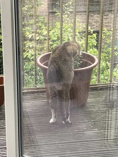 Hymns in Minor Keys & the Russian Easter Overture - the Excellent Cats ignore Culture.....