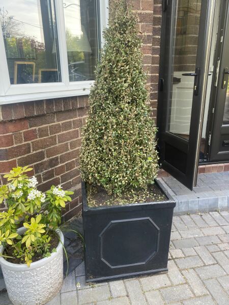 Potted Bush - Gardening Advice