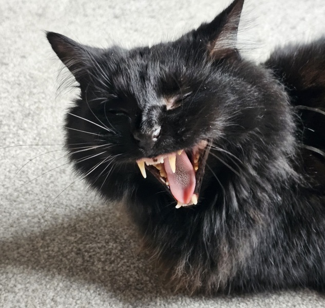 Hymns in Minor Keys & the Russian Easter Overture - the Excellent Cats ignore Culture.....