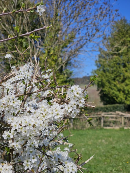 The Year Round Nigel Slater Discussion thread