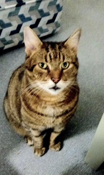 Hymns in Minor Keys & the Russian Easter Overture - the Excellent Cats ignore Culture.....