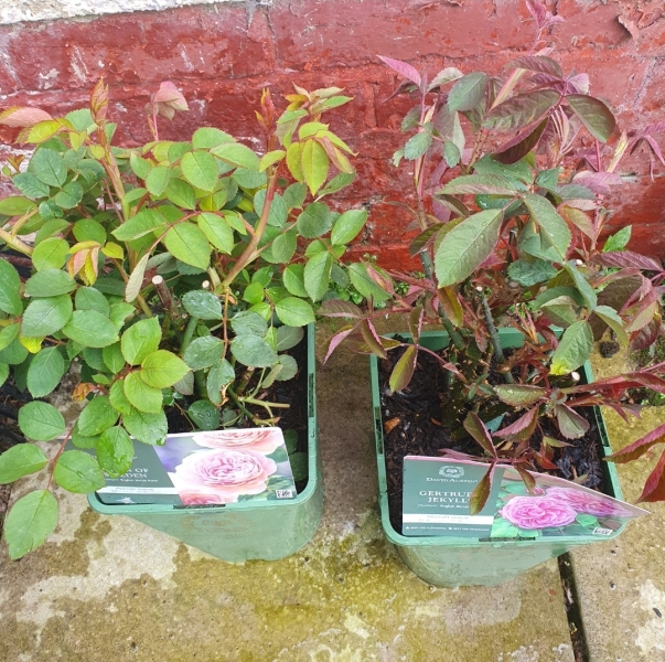 Does my gertrude Jekyll rose look OK?