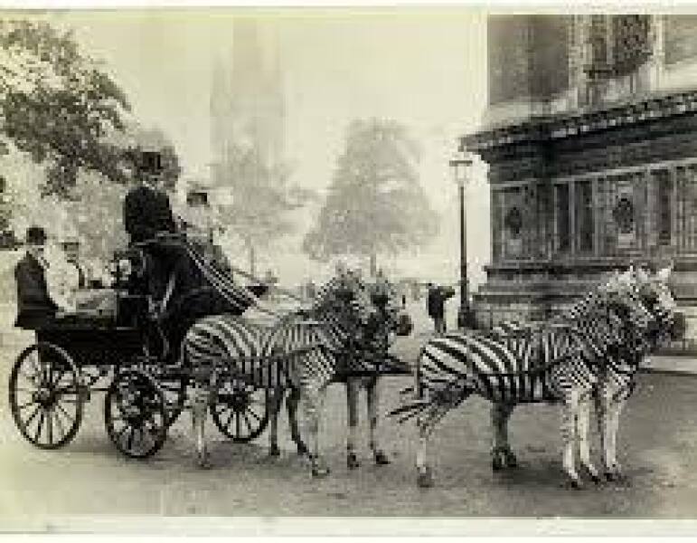 Hypothetical question about giraffes