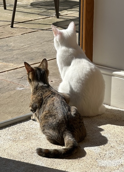 Hymns in Minor Keys & the Russian Easter Overture - the Excellent Cats ignore Culture.....