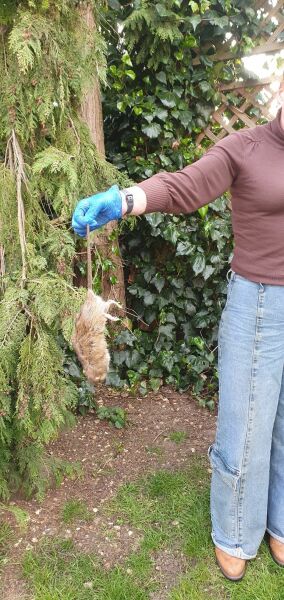 To carry on feeding the birds even though rats have appeared in our garden?