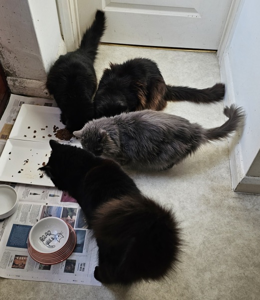 Hymns in Minor Keys & the Russian Easter Overture - the Excellent Cats ignore Culture.....