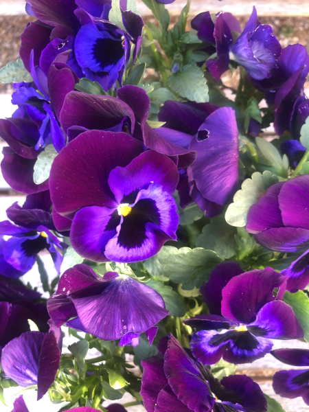 What are your absolute FAVE top 3 plants/flowers