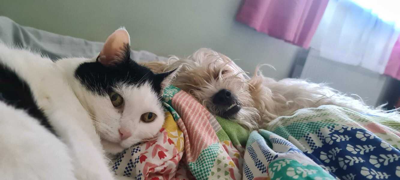 Cat affectionate towards dog?