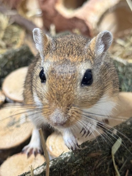 The Bluestocking Arms Women's Pub, where women make friends with Beetles, Androids, Cakes, Dragons, Hedgehogs and other women, where wit and wisdom flourish