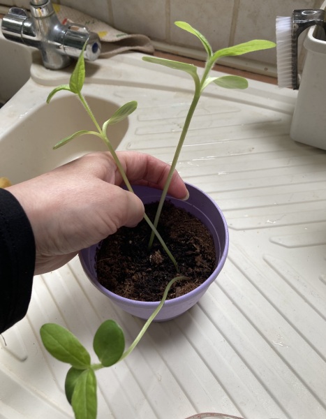 Sunflowers grown indoors when to plant out ?