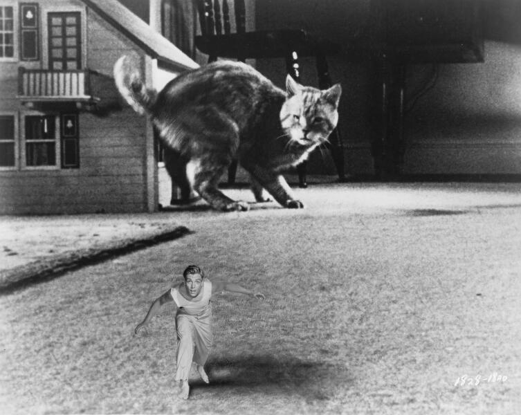 Would your cat eat you if you shrank?