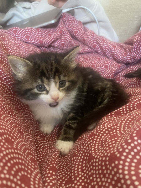 Advice please, Baby cats have arrived!