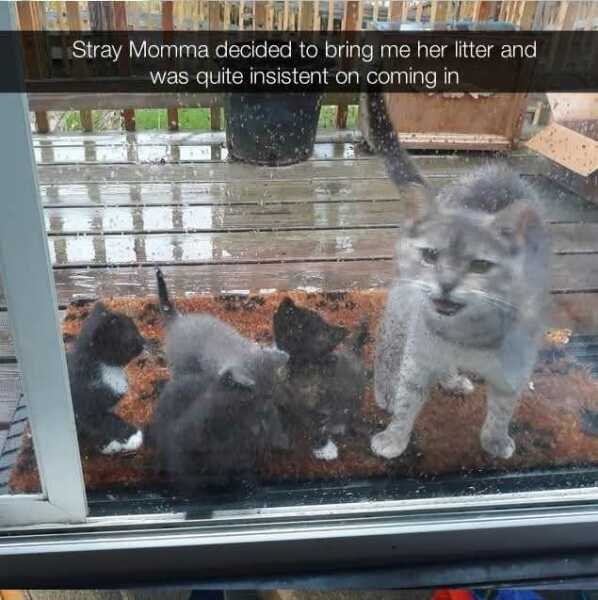 Hymns in Minor Keys & the Russian Easter Overture - the Excellent Cats ignore Culture.....