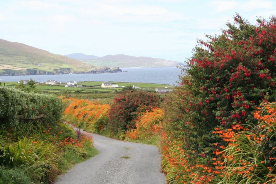 The Bluestocking - where women are women, and small furry animals are gerbils, quokkas,  capybaras, or a red panda called Rosy