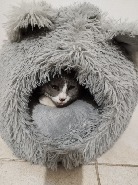 Hymns in Minor Keys & the Russian Easter Overture - the Excellent Cats ignore Culture.....