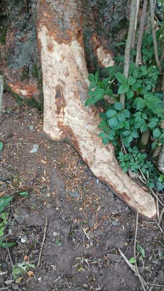 Horses tripping bark off trees?