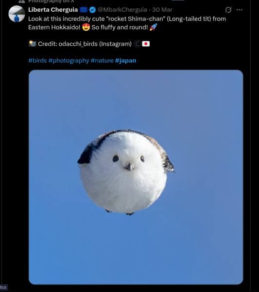 The Bluestocking - where women are women, and small furry animals are gerbils, quokkas,  capybaras, or a red panda called Rosy