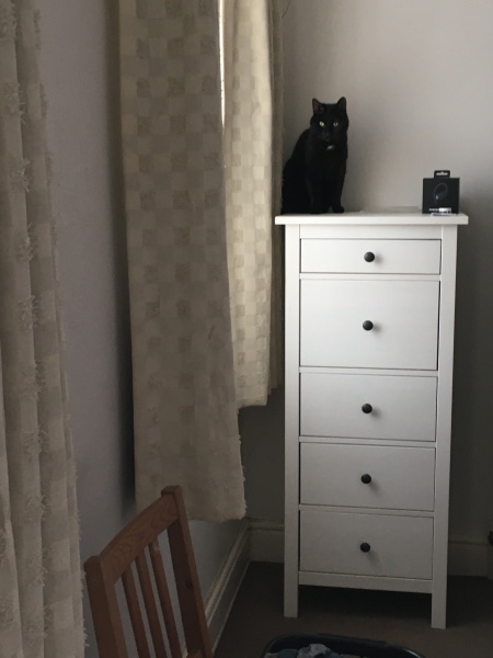 Hymns in Minor Keys & the Russian Easter Overture - the Excellent Cats ignore Culture.....