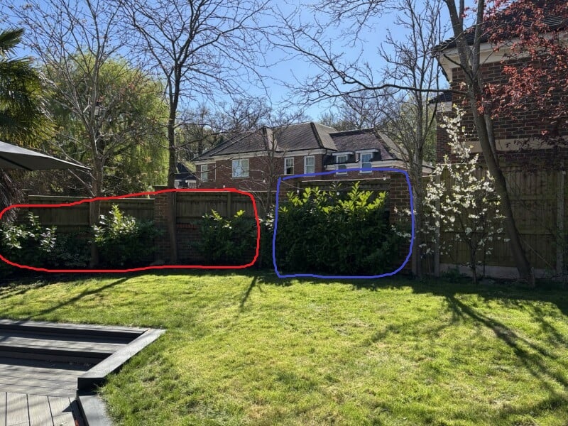 Cost effective plants to get privacy