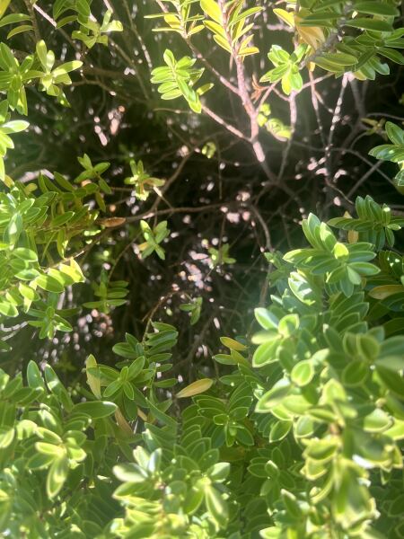 I’m having bush problems