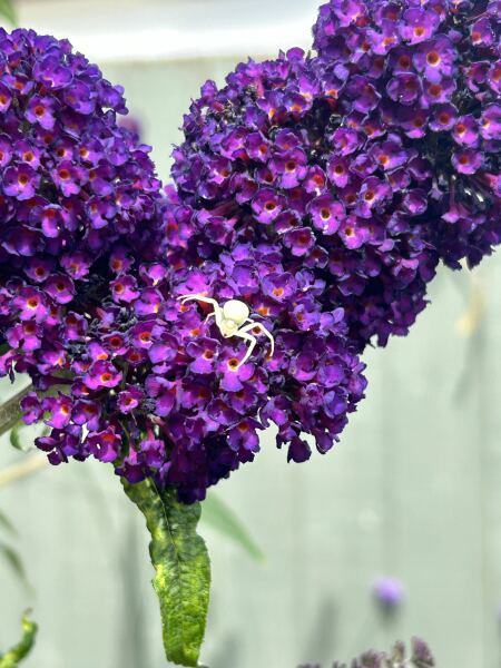 Is buddleia invasive?