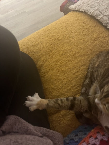 Hymns in Minor Keys & the Russian Easter Overture - the Excellent Cats ignore Culture.....