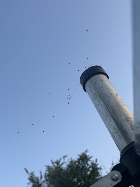 The spiders have ACTUALLY wiped their willies on my washing