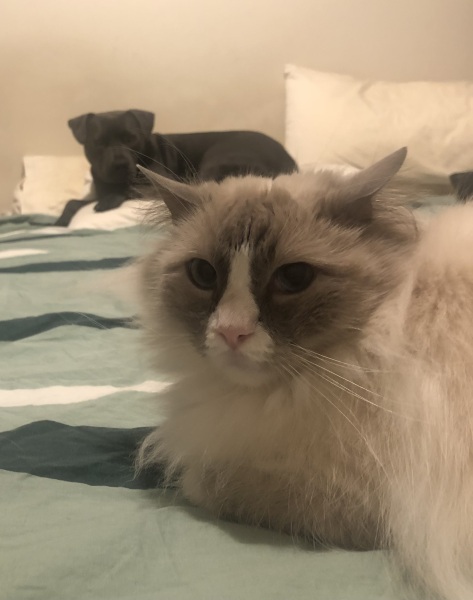 Would your cat eat you if you shrank?
