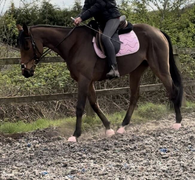 Future proofing pony choice