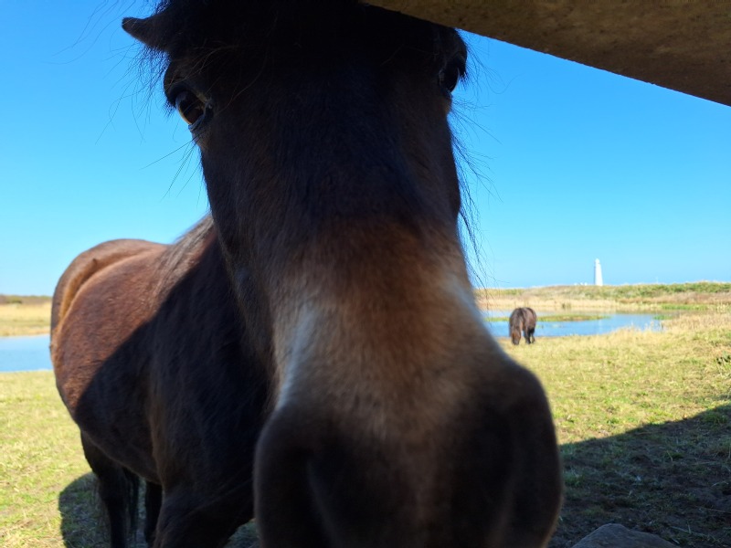 The Year Round Nigel Slater Discussion thread