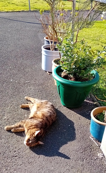 Hymns in Minor Keys & the Russian Easter Overture - the Excellent Cats ignore Culture.....