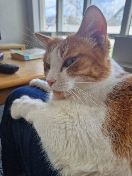 Hymns in Minor Keys & the Russian Easter Overture - the Excellent Cats ignore Culture.....