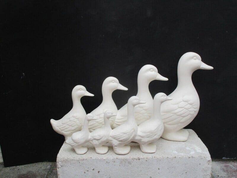 To ask about ducks in a row?