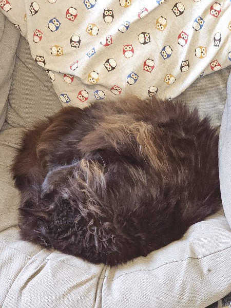 Hymns in Minor Keys & the Russian Easter Overture - the Excellent Cats ignore Culture.....