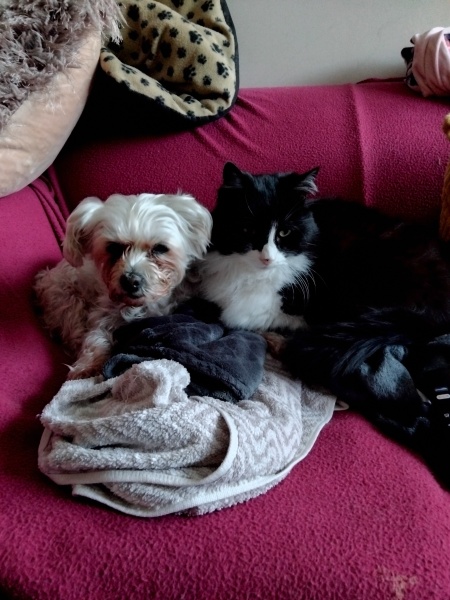 Cat affectionate towards dog?