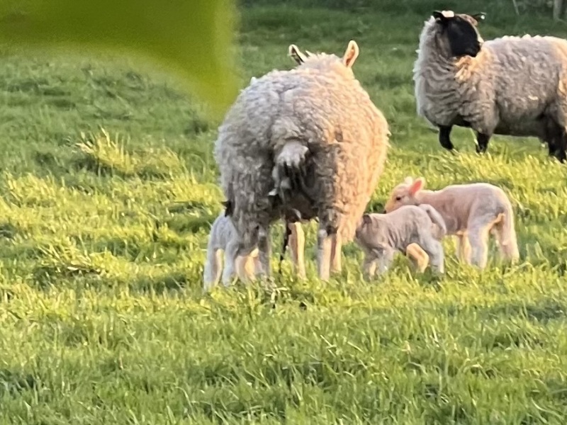 My nextdoor neighbour has just had triplets. Aren’t they gorgeous?