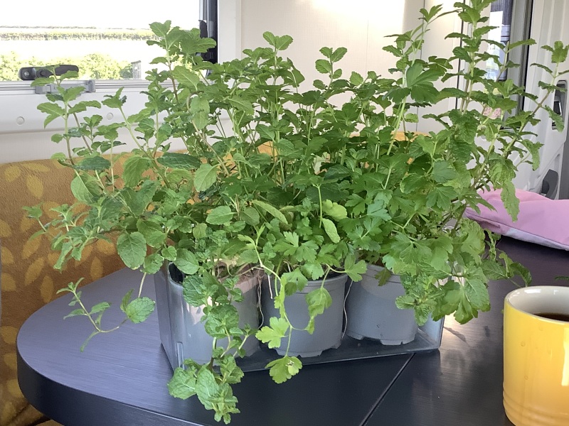 Does anyone else take their seedlings on holiday? holiday?