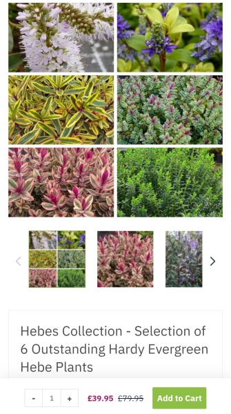 What are your recommendations for easy to maintain perennials?