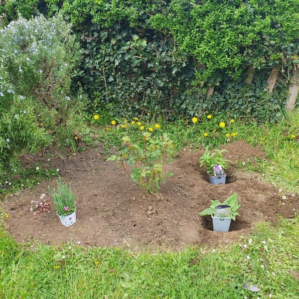 Help me position the plants please