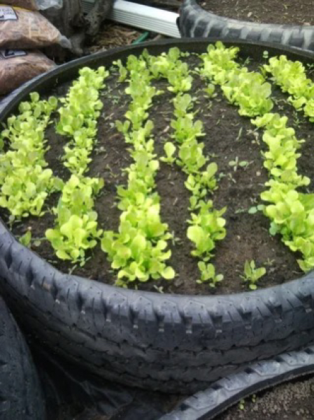 Raised beds for herbs? On a budget