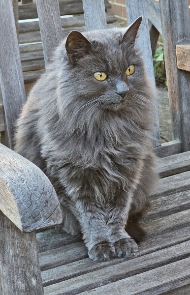 Hymns in Minor Keys & the Russian Easter Overture - the Excellent Cats ignore Culture.....